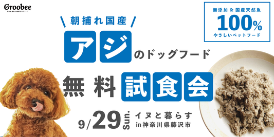 【明日開催】アジの試食会開催@藤沢!