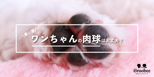 【暑い日は要注意!】肉球の火傷 🐾