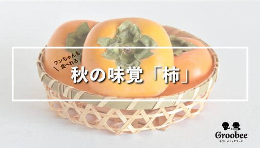 犬も食べれる秋の味覚!〜柿〜(※注意事項あり)