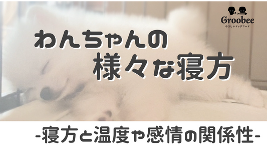ワンちゃんの寝方でわかる?ワンちゃんの状態や気持ち