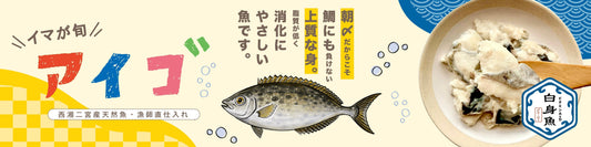 【数量限定】消化にやさしい「アイゴ」が今年も登場！